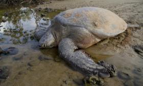 TARTARUGAS MARINHAS USAM NASCER DO SOL PARA SE ORIENTAREM E REGRESSAREM A ‘CASA’