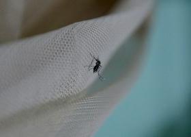 ANGOLA COM REGISTO DE DOIS CASOS DE ZIKA