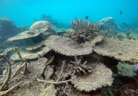 MAIS DE 70% DO MAIOR RECIFE DE CORAL DO JAPÃO MORREU EM 2016