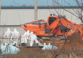 ABATIDAS MAIS DE 30 MILHÕES DE AVES NA COREIA DO SUL DEVIDO À GRIPE AVIÁRIA EM 50 DIAS