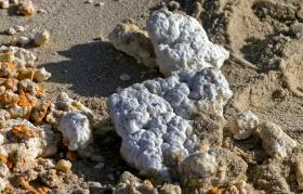 MANCHA DE ESPUMA QUE ATINGIU RIA FORMOSA COMPOSTA POR ÓLEO DE PALMA – CAPITANIA