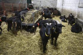 REBANHOS NA SERRA DA LOUSÃ SÃO MAIS PARA CABRITO E QUEIJO E MENOS PARA CHANFANA