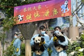 PANDAS GÉMEOS DE MACAU DÃO BOAS VINDAS AO ANO NOVO EM PRIMEIRO ENCONTRO COM O PÚBLICO