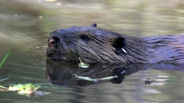 Um castor é retratado nesta foto de arquivo. (Foto AP / Manuel Valdes)