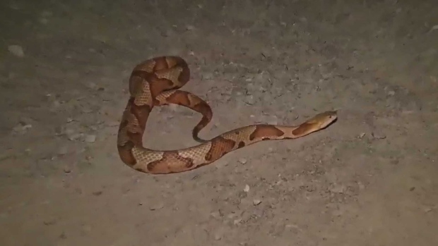 MAIS DE 30 COBRAS VENENOSAS ENCONTRADAS EM HABITAÇÃO DE NORTH YORK