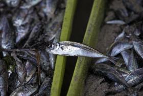 GOVERNO ANGOLANO VOLTA A FIXAR QUOTA DE IMPORTAÇÃO DO CARAPAU NAS 90 MIL TONELADAS