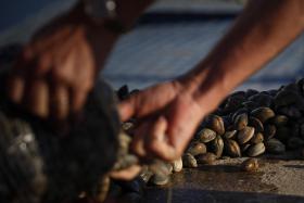 ASAE DESMANTELOU DEPURADORA DE BIVALVES ILEGAL EM ESTARREJA