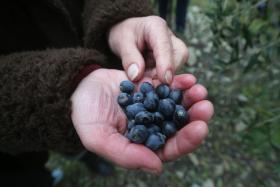 CAMPANHA AGRÍCOLA DE 2016 COM QUEBRA DE 30% NA AZEITONA PARA AZEITE E MÍNIMOS NOS CEREAIS