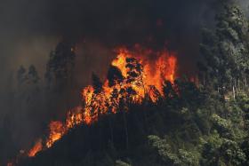 AROUCA LANÇA PETIÇÃO APELANDO A NOVAS ESTRATÉGIAS DE COMBATE AOS FOGOS FLORESTAIS