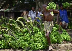 GRUPO ANGOLANO ESTREIA-SE A VENDER BANANA PARA PORTUGAL E QUER AUMENTAR EXPORTAÇÃO