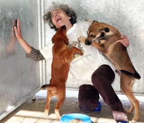 CÃES E GATOS VIVEM HOJE MAIS DOIS ANOS DO QUE HÁ UMA DÉCADA – ESPECIALISTA