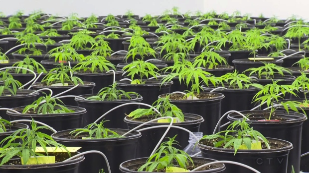 Uma cultura de Marijuana na instalação Kindcann em Paris, Ontário - 16 de novembro de 2015