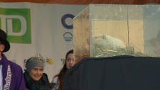 Wiarton Willie