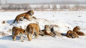 TRÊS PEQUENOS TIGRES DA SIBÉRIA SALVOS NO AEROPORTO DE BEIRUTE, LÍBANO