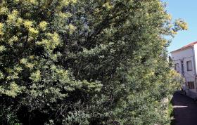 QUERCUS ALERTA PARA PERIGO DAS ESPÉCIES INVASORAS E PEDE MAIS INVESTIMENTO PARA CONTROLO
