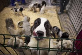 NOVO ESTATUTO JURÍDICO DOS ANIMAIS É PUBLICADO EM DR E COMEÇA A 1 DE MAIO