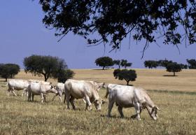 MINISTÉRIO PÚBLICO ACUSA 16 PESSOAS POR FURTOS DE GADO NO ALENTEJO