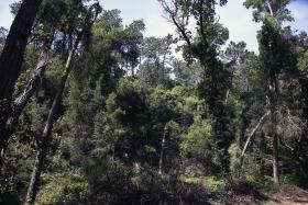 AMBIENTALISTAS CONTRA FAO, QUE PROMOVE QUEIMA DE BIOMASSA
