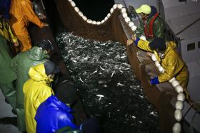 QUOTAS DE SARDINHA ENTRE MARÇO E JULHO SÃO “O POSSÍVEL”, PROBLEMA É ANUAL – FEDERAÇÃO