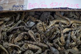 APREENDIDOS ANIMAIS SELVAGENS E MADEIRA AVALIADOS EM 4,8ME EM OPERAÇÃO MASSIVA — INTERPOL