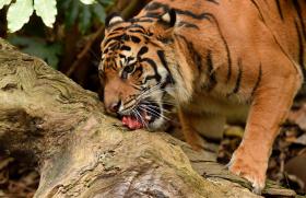 CINCO TIGRES ENCONTRADOS NUM CONGELADOR NO VIETNAME