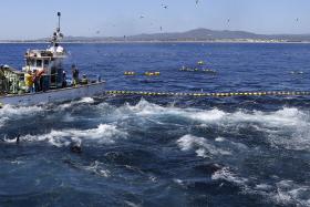 ESTUDO INGLÊS DIZ QUE PORTUGAL NÃO GERE PESCAS NO INTERESSE PÚBLICO