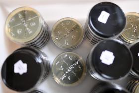 EMPRESA SAKTHI, DA MAIA, ADMITE CASO DE COLABORADOR COM ‘LEGIONELLA’ EM NOVEMBRO