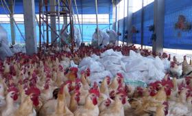 GRIPE AVIÁRIA LEVA AO ABATE DE 220 MIL AVES NO NORDESTE DO JAPÃO