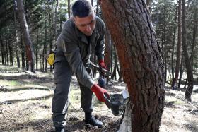 REGRESSO DA RESINAGEM À SERRA DA LOUSÃ CONTA JÁ COM 15 HECTARES DE EXPLORAÇÃO