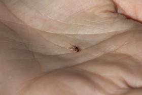 UM MINÚSCULO INSETO AUSTRALIANO É UMA DAS ARMAS CONTRA A INVASÃO DAS ACÁCIAS