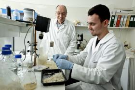 INVESTIGADORES NOS AÇORES RETIRAM DE PENAS E ÁGUA PARTÍCULAS QUE REGENERAM A PELE