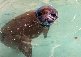 ANGOLA VOLTA A PERMITIR CAPTURA DE FOCAS EM 2017 PARA GESTÃO DOS RECURSOS