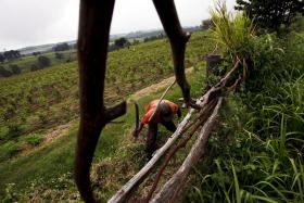 QUASE 380 PASTORES DETIDOS POR INVADIREM QUINTAS NO QUÉNIA – MINISTRO