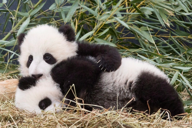 Filhotes de panda de cinco meses de idade Jia Panpan e Jia Yueyue brincam num recinto no Zoológico de Toronto, no dia de exibição aberto à Média - 7 de março de 2016. THE CANADIAN PRESS/Chris Young