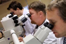 CIENTISTAS DESCOBREM LIGAÇÃO ENTRE APETITE E BACTÉRIAS INTESTINAIS NAS MOSCAS DA FRUTA