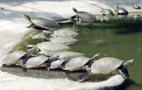 ONG INTENSIFICAM CAMPANHA CONTRA ABATE E CONSUMO DE TARTARUGAS EM SÃO TOMÉ