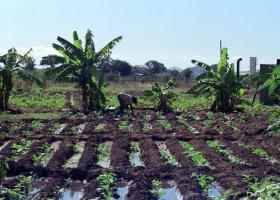 PRESIDENTE DA GUINÉ-BISSAU AMEAÇA RETIRAR CAMPOS AGRÍCOLAS A QUEM OS NÃO TRABALHAR