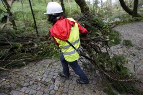 ICNF RECUSA “QUESTÃO ECONOMICISTA” NO ABATE DE ÁRVORES EM SINTRA-CASCAIS