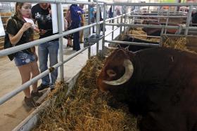 OVIBEJA ABRE HOJE ESGOTADA PARA MOSTRAR “TODO O ALENTEJO DESTE MUNDO”