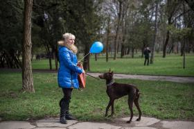 GNR E PSP COMEÇAM A DAR FORMAÇÃO A DONO DE CÃES PERIGOSOS ATÉ AO SEGUNDO TRIMESTRE – MAI