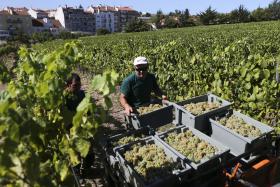 PORTUGAL TEM A 4.ª MAIOR SUPERFÍCIE DE PRODUÇÃO DE UVA, MAS LONGE DOS TRÊS PRIMEIROS