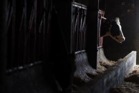 INVESTIMENTO DE 124 MILHÕES DE EUROS LEVA FÁBRICA DE LATICÍNIOS AO SUL DE ANGOLA COM 378 EMPREGOS