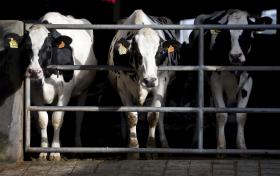 GOVERNO APROVA REGIME QUE OBRIGA À PUBLICAÇÃO NOS RÓTULOS DA ORIGEM DO LEITE E DERIVADOS