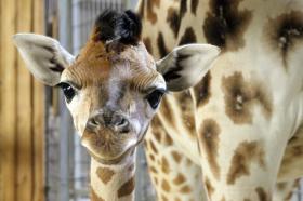 MILHÕES DE PESSOAS ASSISTEM ONLINE A PARTO DE GIRAFA EM NOVA IORQUE