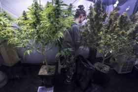 GNR ENCONTRA HAXIXE EM PRAIAS AO LONGO DA COSTA DO ALGARVE