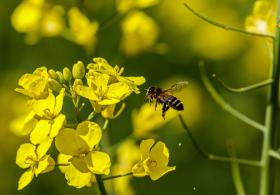 PÓLENES MUITO ELEVADOS NO CONTINENTE NOS PRÓXIMOS DIAS