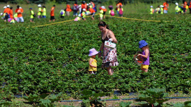 A Whittamore's Farm é mostrada nesta foto postada no seu site.