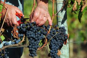 ROTA DOS VINHOS DO ALENTEJO RECEBEU MAIS DE 140 MIL VISITANTES EM 2016