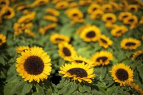 PÓLENES MUITO ELEVADOS NO CONTINENTE NOS PRÓXIMOS DIAS – BOLETIM