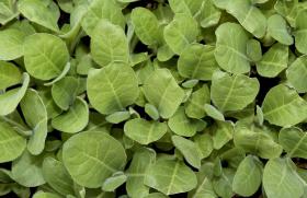 FALTA DE CHUVA EM ABRIL FEZ AUMENTAR SECA, MAS AINDA SEM IMPACTO NA AGRICULTURA